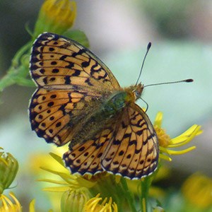 Lesser Marbled Fritillary - Brenthis ino up © John Muddeman